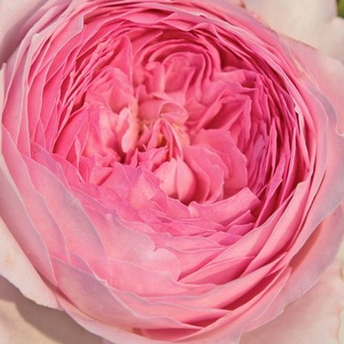 Online rózsa webáruház - nosztalgia rózsa - rózsaszín - Rosa Alexandra - Princesse de Luxembourg ® - diszkrét illatú rózsa - W. Kordes’ Söhne® - Erőteljes növekedésű fajta. Elegáns, halványrózsaszín, csoportosan nyíló, vágásra is alkalmas virágokkal.